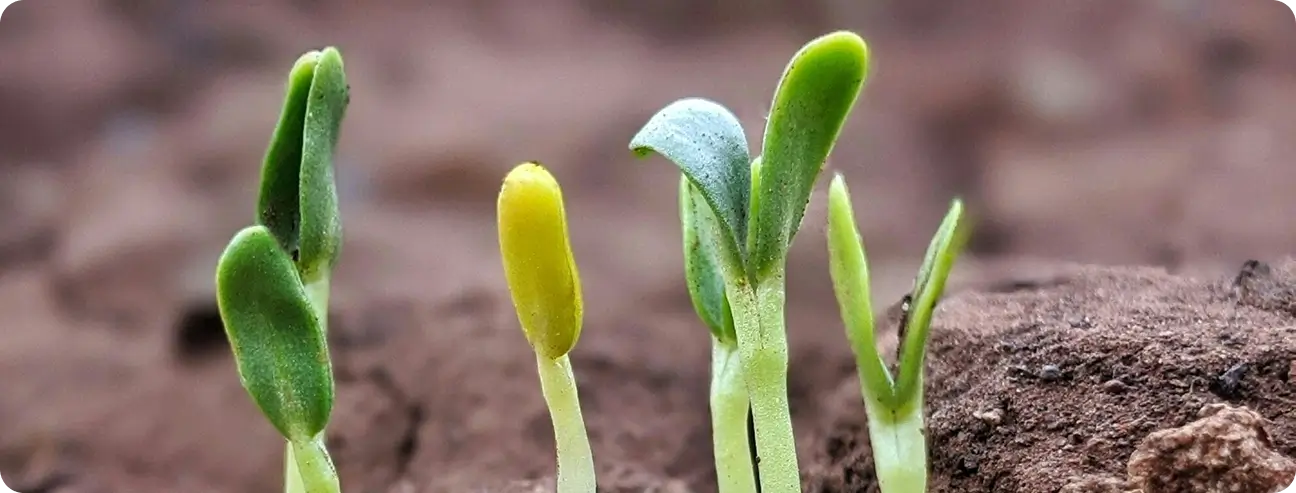 Cutting Through the Clutter: How Charter School Back Office Outsourcing Streamlines Operations